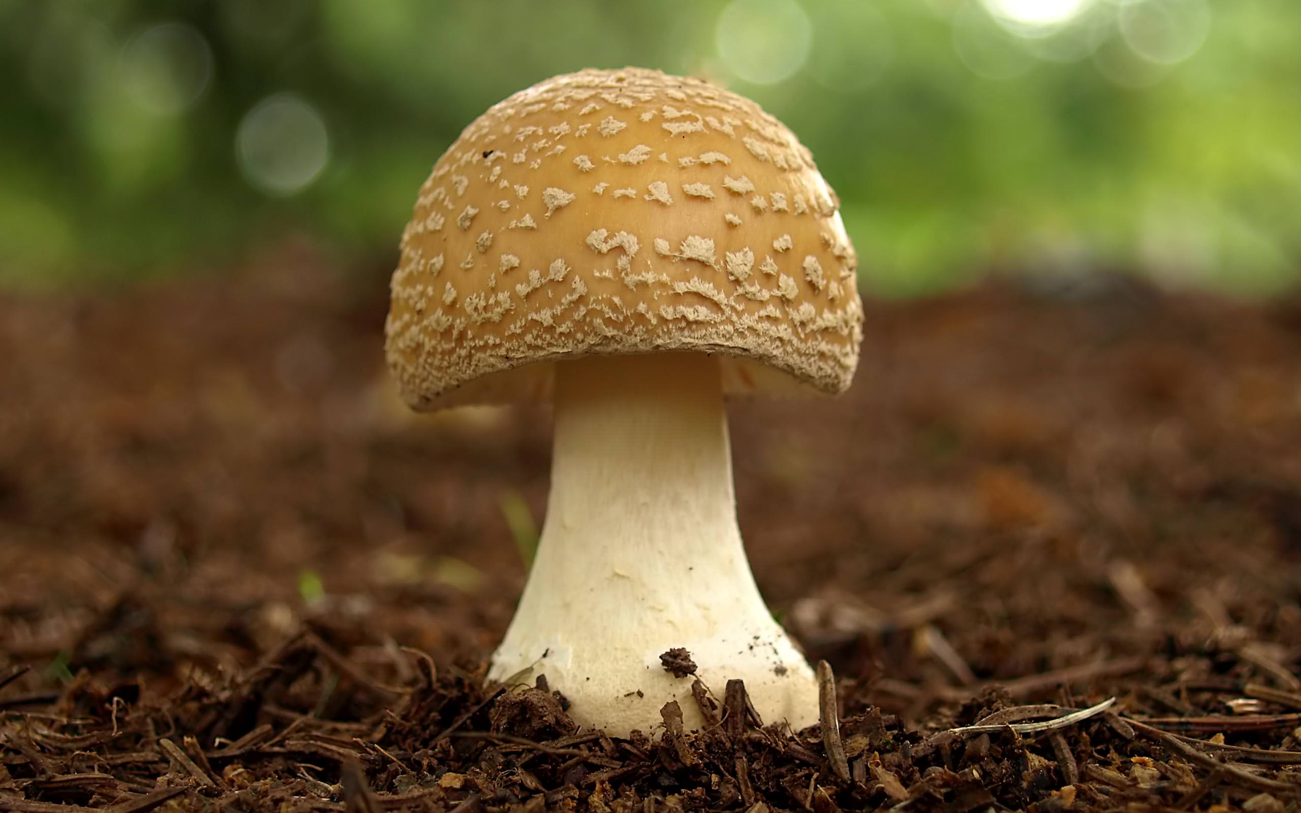 4246834-mushroomjpg