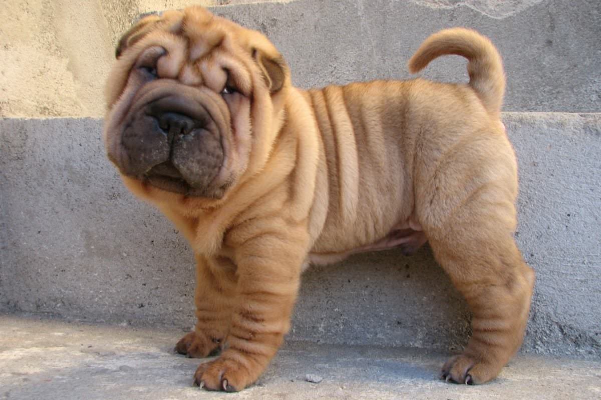 952916-shar-pei