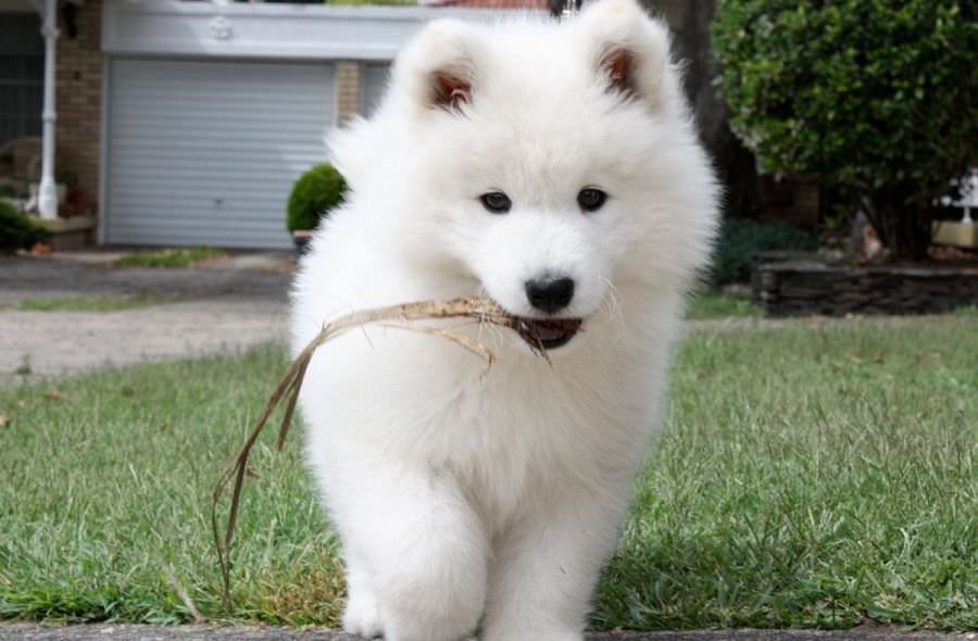 ban-cho-samoyed