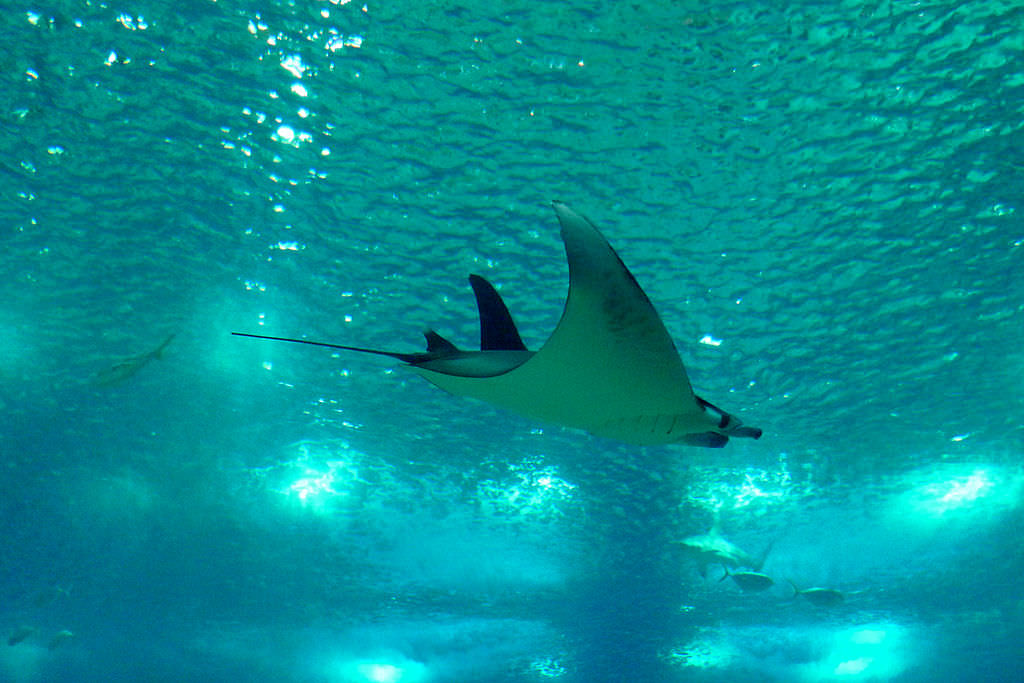 Manta ray flying OceanÃrio de Lisboajpg