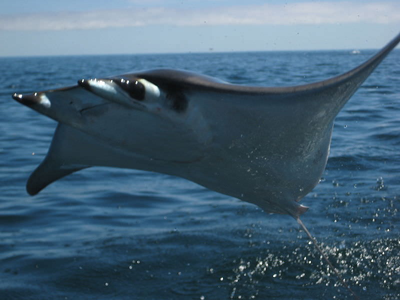 Mobula breachingjpg