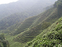 Vườn trồng trà