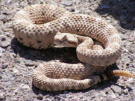 Crotalus_cerastes_mesquite_springs_CA